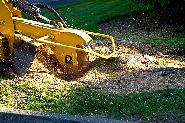 Highland Falls, NY Tree Services Company